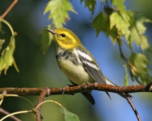 Black-throated Green Warbler<span id=