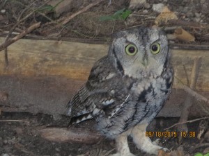 owl in backyard